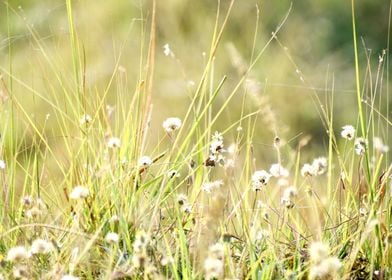 Green Grass and Flowers