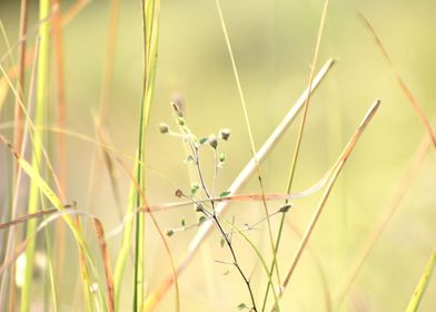 Green Grass and Flowers