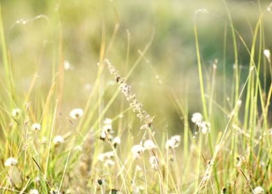 Green Grass and Flowers