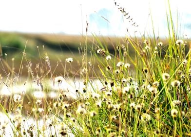 Green Grass and Flowers