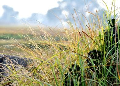 Green Grass and Flowers