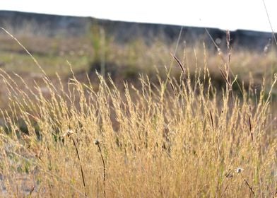 Green Grass and Flowers