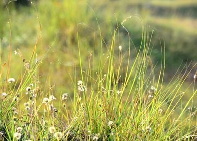 Green Grass and Flowers