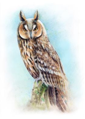 Beautiful Eared owl 