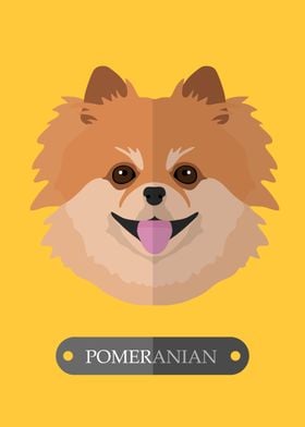 Dog Pomeranian