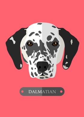 dog dalmatian