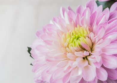 Chrysanthemum close up