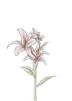 Pink Flower sketch