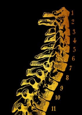 Spine