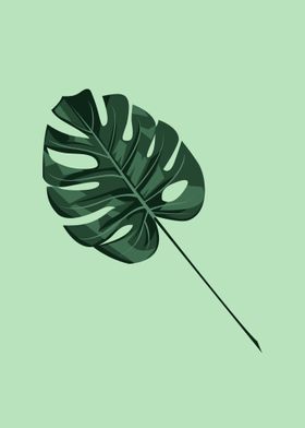 Monstera Deliciosa Leaf