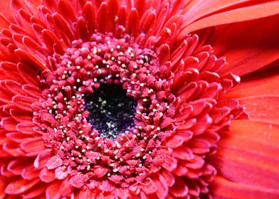 Closeup of Red Flower