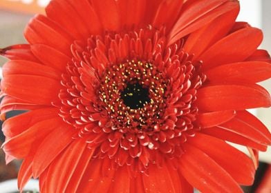 Closeup of Red Flower