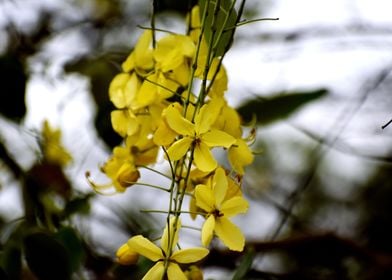 Yellow Flowers