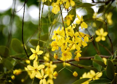 Yellow Flowers