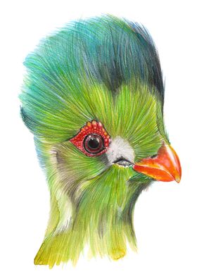 Watercolor bird Turaco