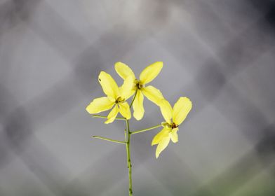 Yellow Flowers