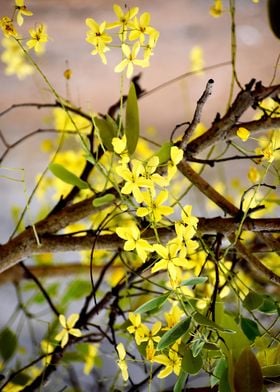 Yellow Flowers