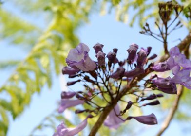 Beautiful Fresh Flower