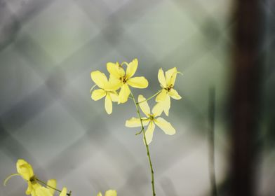 Yellow Flowers