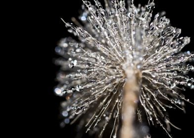 Frozen foxtail closeup