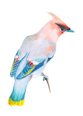 Illustration waxwing