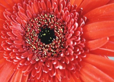 Closeup of Red Flower