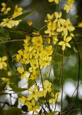 Yellow Flowers