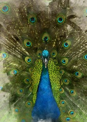 Watercolour Peacock 