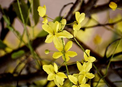 Yellow Flowers