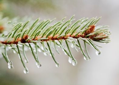 Pine needles and rain drop