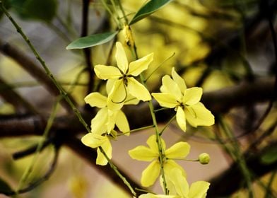 Yellow Flowers