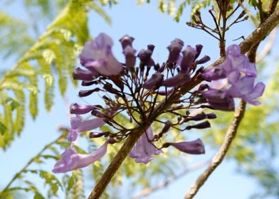 Beautiful Fresh Flower