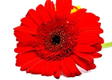 Closeup of Red Flower