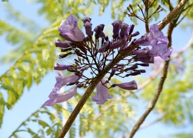 Beautiful Fresh Flower