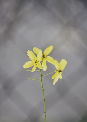 Yellow Flowers