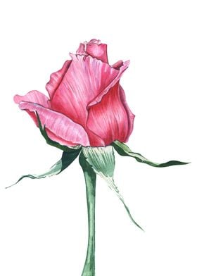 Watercolor rose on a stalk