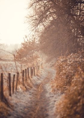 Winter walk