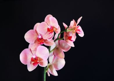 Pink Orchids On Black