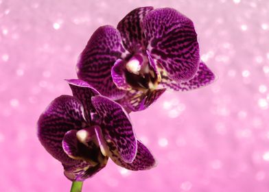 Purple Macro Orchids