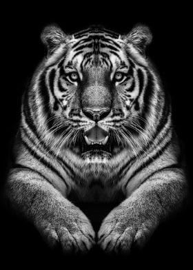 wild tiger black poster  