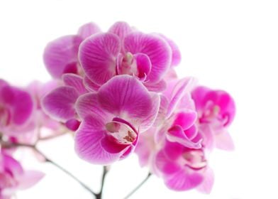 Lush Pink Orchids On White