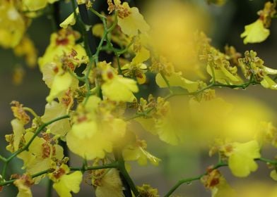 Yellow Orchids Plant