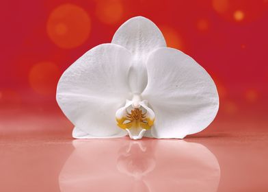 White Bella Orchid Petals