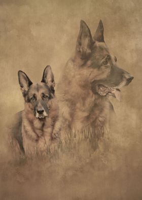 German Shepherd Dog  GSD 