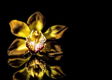 Golden Orchid Blossom