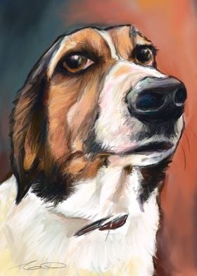 Basset Hound Beagle