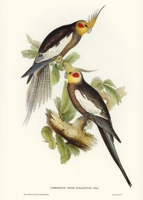 Cockatoo Parakeet 