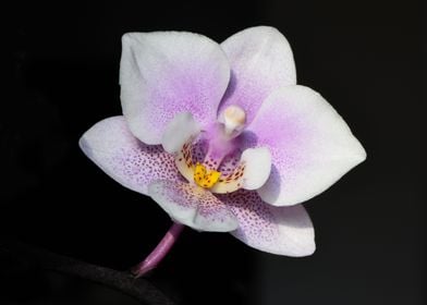 Macro White Lilac Orchid 