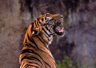 Majestic roaring tiger