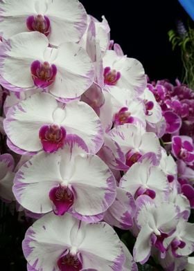 White Lilac Orchids